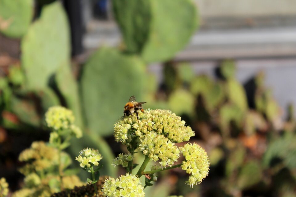 Insect close up pollen