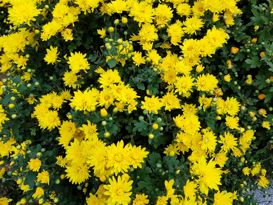 Yellow chrysanthemums yellow flower flowers