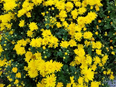 Yellow chrysanthemums yellow flower flowers photo