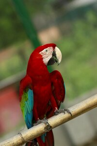 Bird colorful parrot