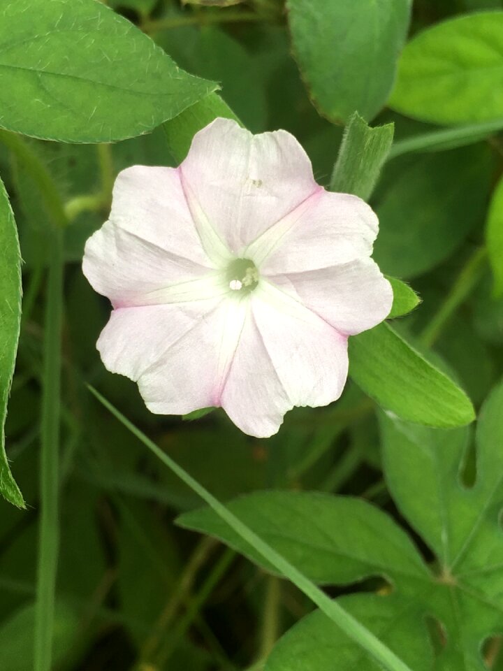 Fragrance garden fresh