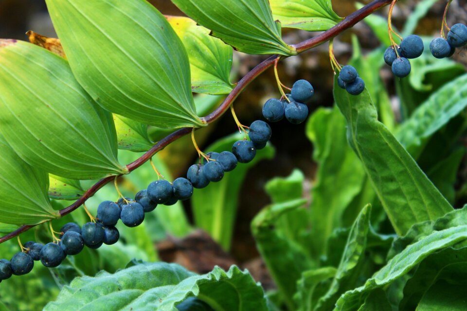 Fruits bush autumn