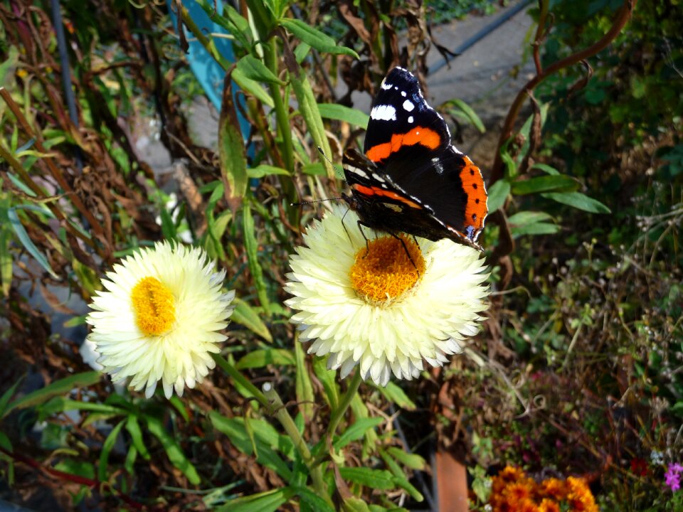 Butterfly insect flower