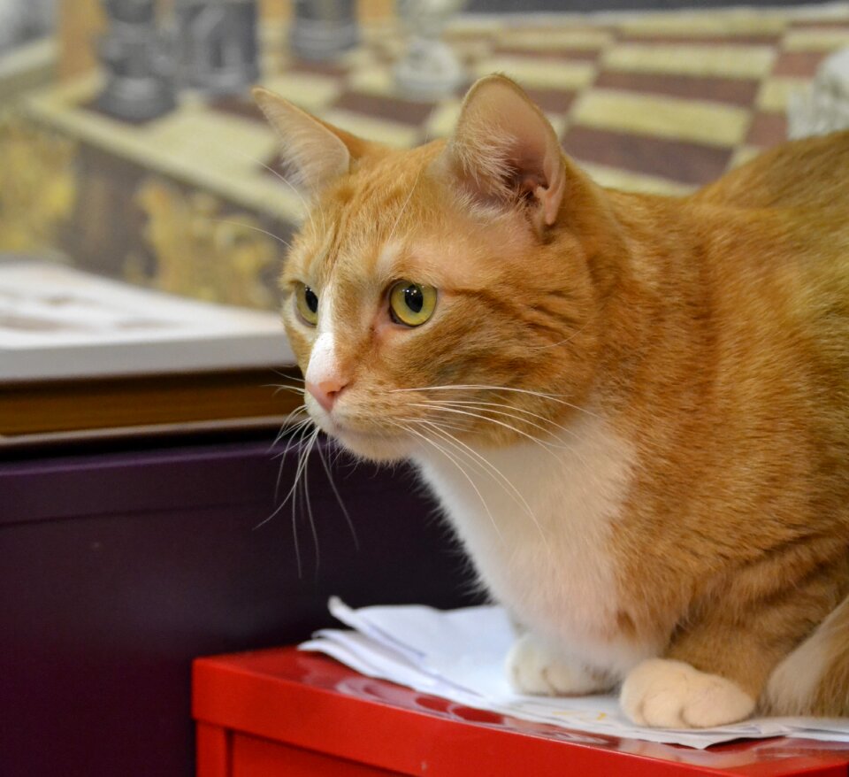 Red-headed cat animals nature