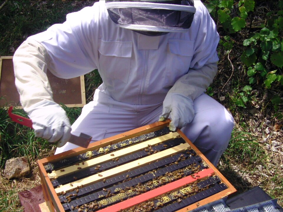 Bee beekeeping honey