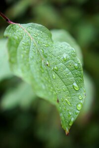 Rain sheet in the water green