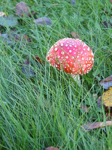 Toxic autumn mushroom