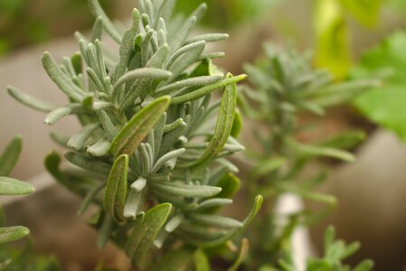 Organic rosmarinus officinalis healthy