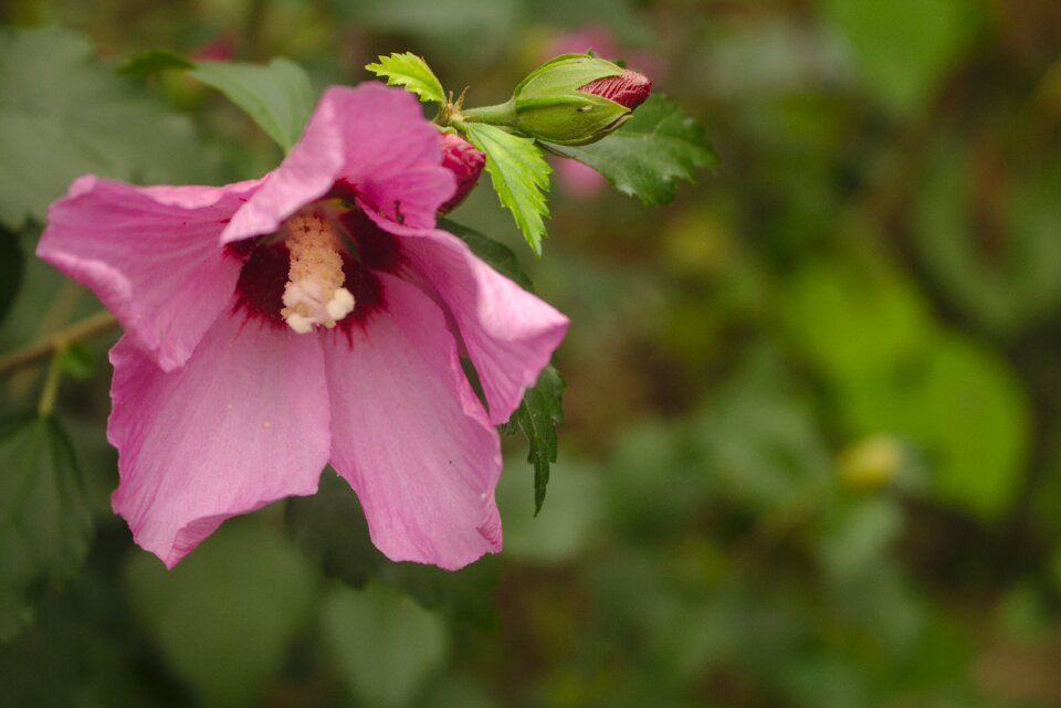 Organic healthy herbal