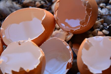 Egg shells calium