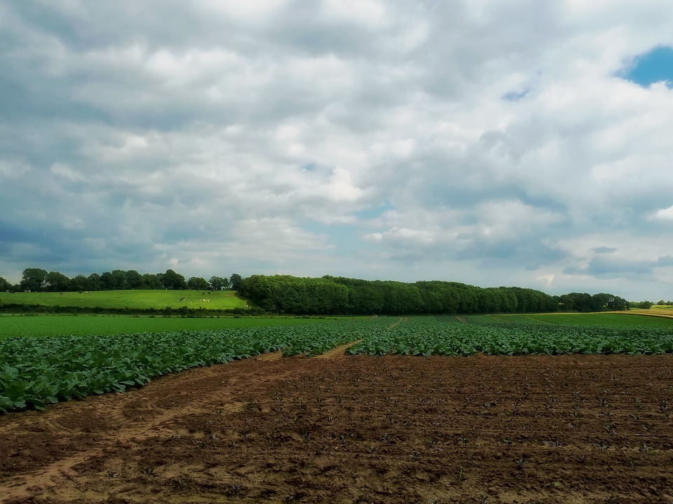 Crops plants agriculture