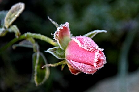 Blossom bloom pink