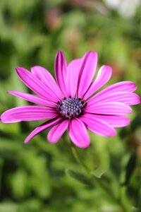 Flower purple purple flowers