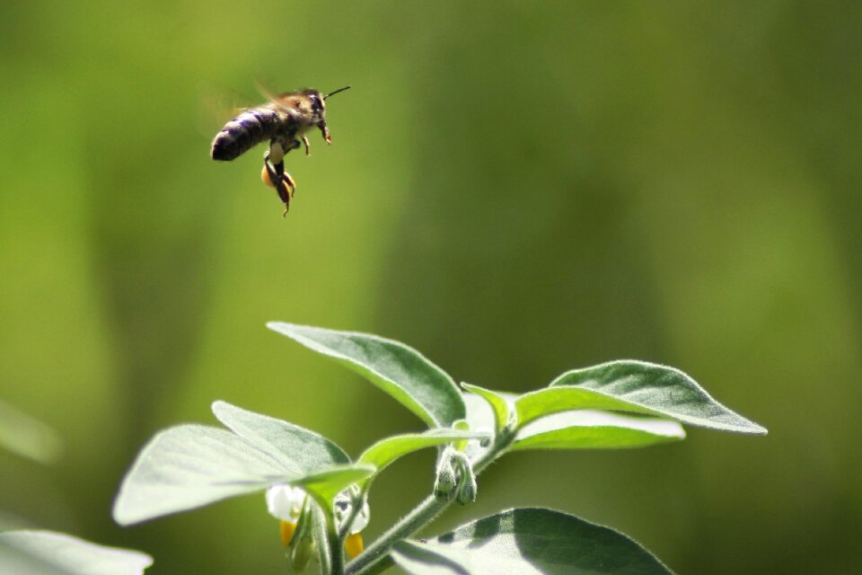 Insect apis mellifera