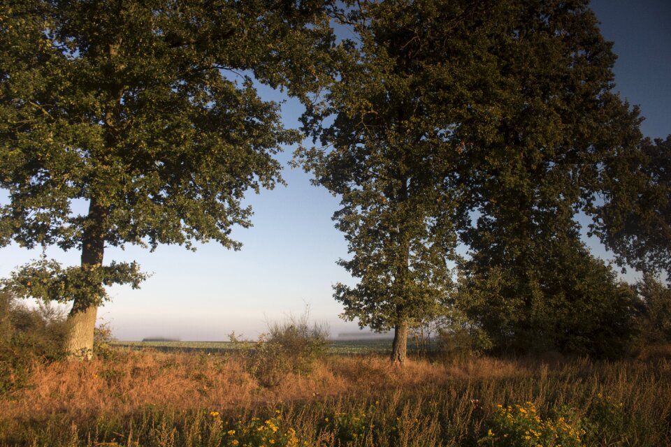 Sunrise meadow forest