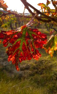 Vine vineyard autumn photo