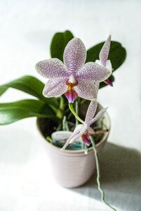 Plant interior design homely