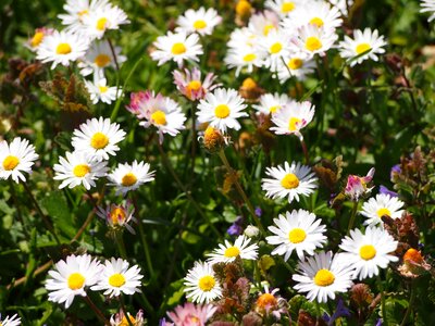 Margaret spring flowers white flower