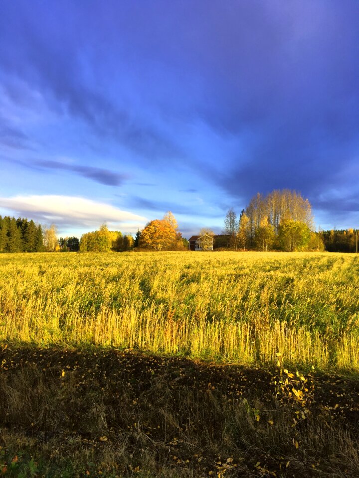 Tree forest nature
