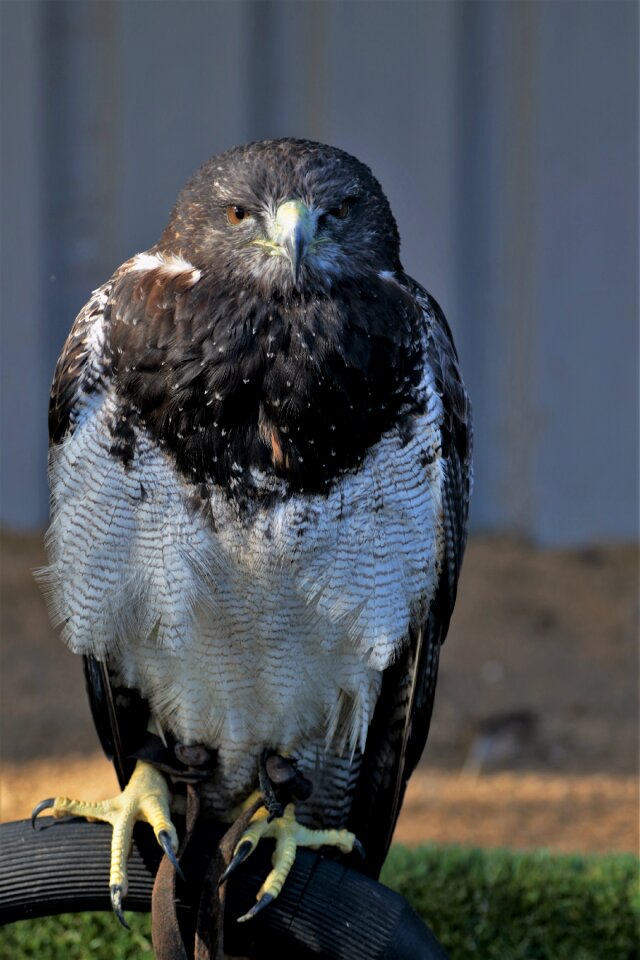 Bird blue buzzard