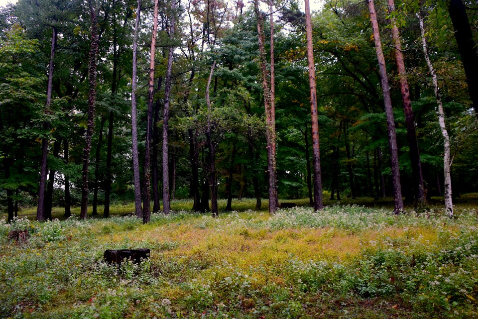 Nature open green