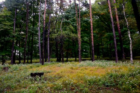 Nature open green