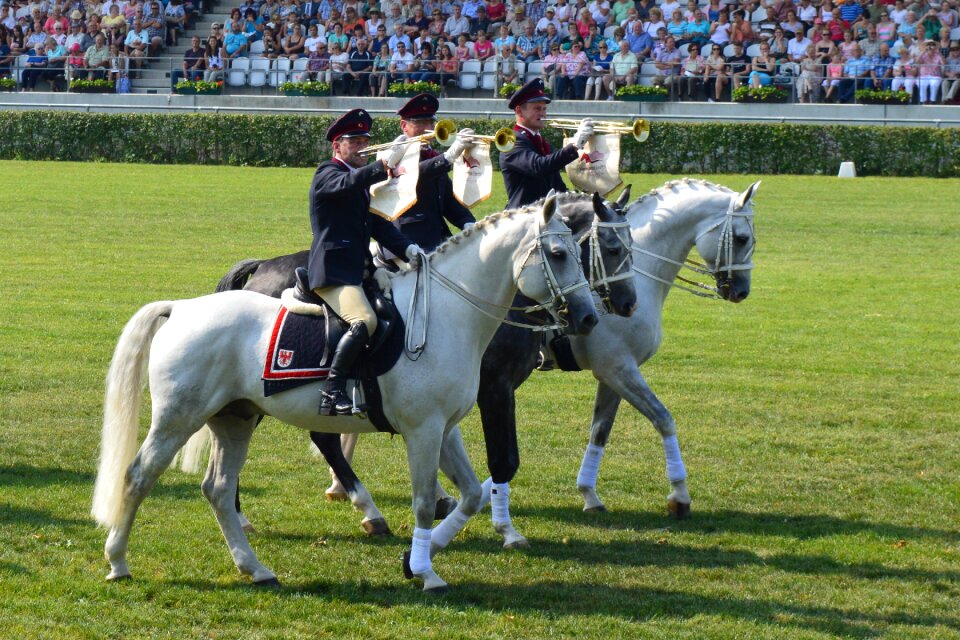 Music instruments stallion parade