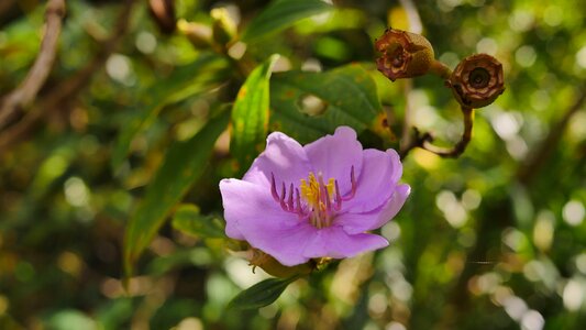 Pale pink nature flower nature photo