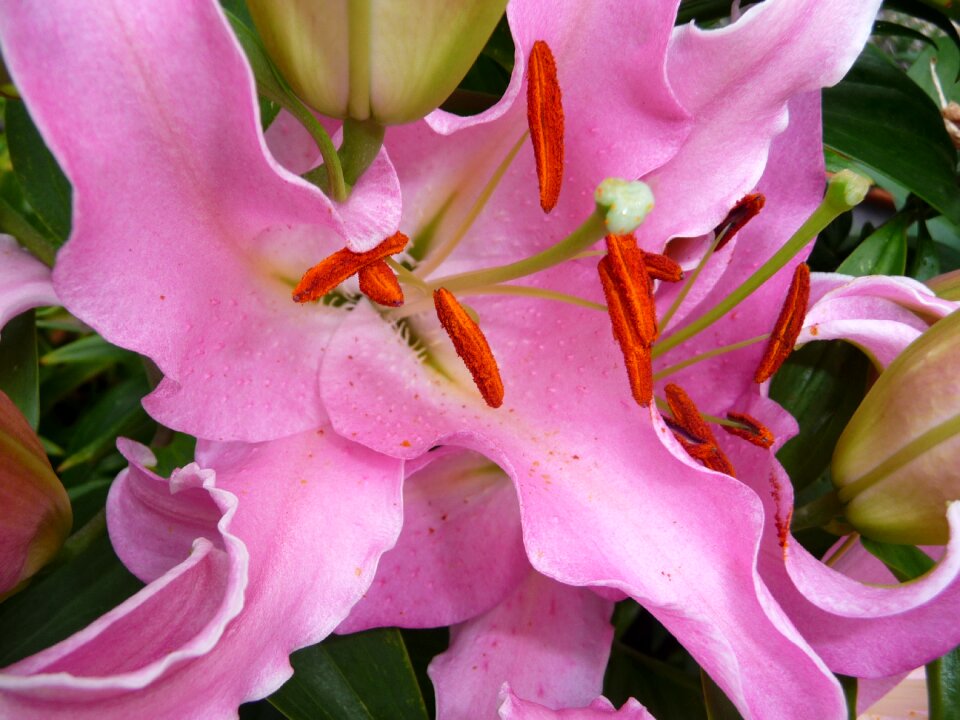 Summer flower pink flower lilies