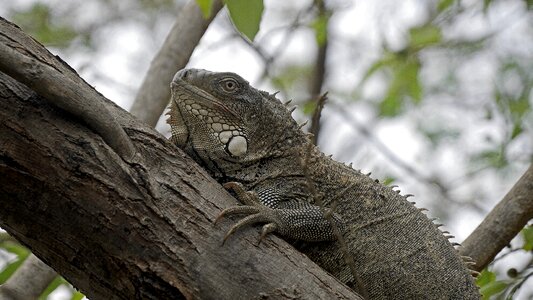 Animal green reptile