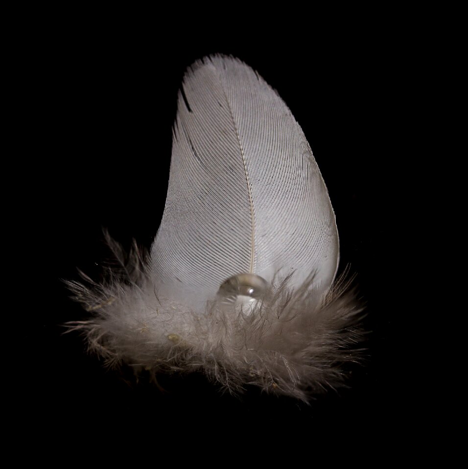Close up bird feather macro