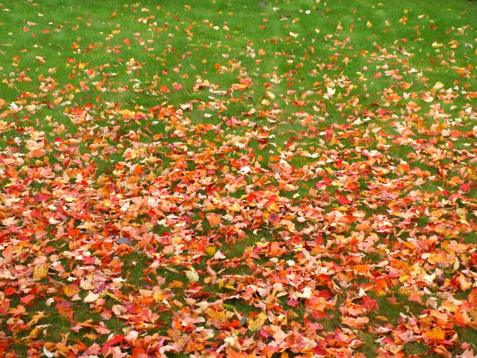 Green grass yellow leaves lawn