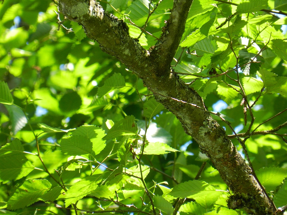 Nature green forest