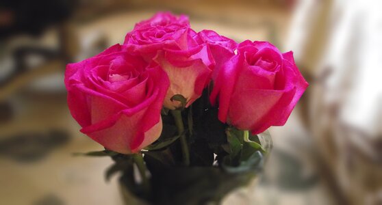 Pink roses pink rose red rose