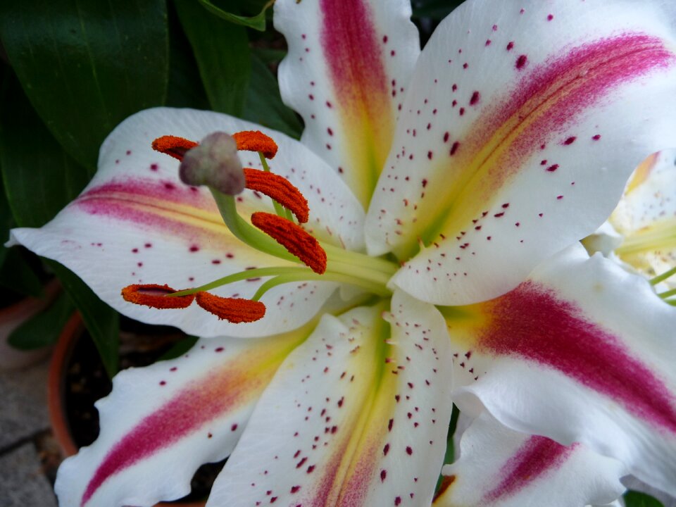 Nature blossom bloom