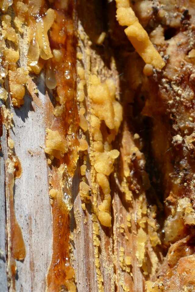 Bitumen conifer forest