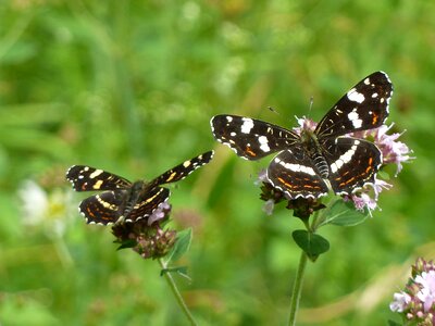 Close up summer butterflies photo