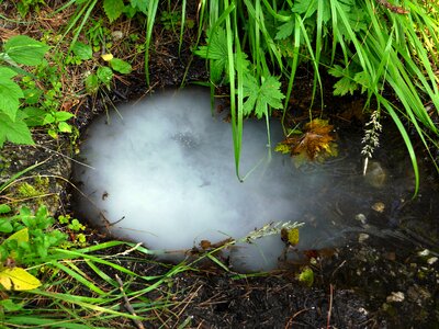 Grass water and gas bubbles