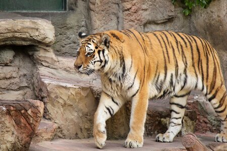 Tiger animal zoo