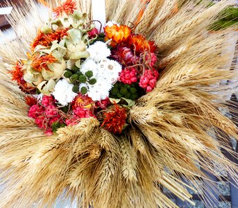 Cereals nature field photo