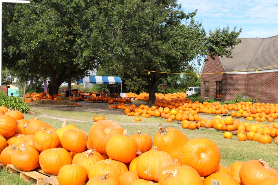 Pumpkin patch orange harvest