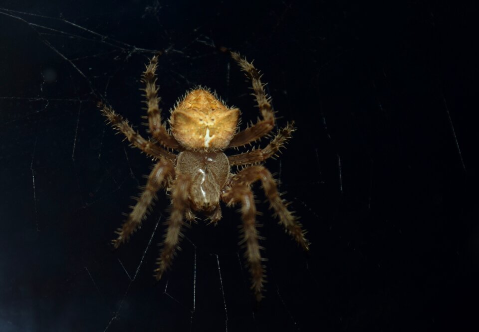 Hunter web black web
