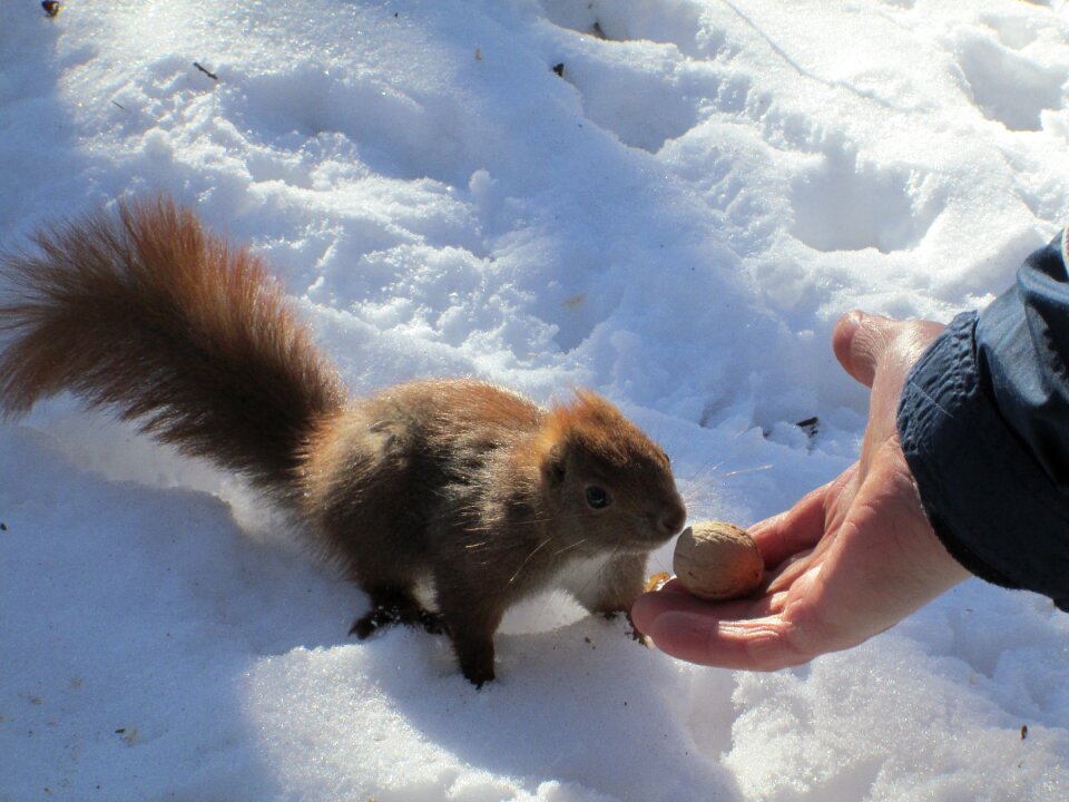 Animal winter snow