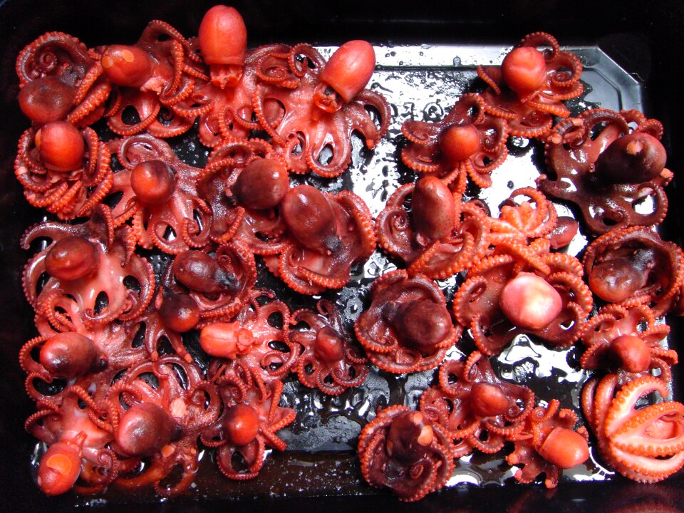 Octopus food kitchen