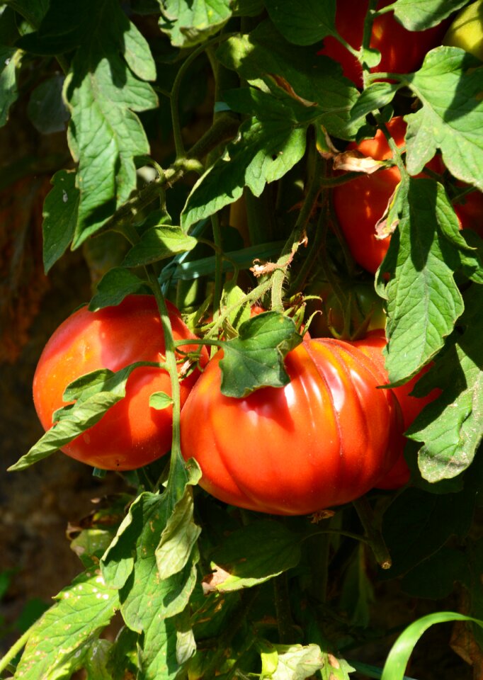 Tomato plant red green tomato
