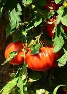 Tomato plant red green tomato