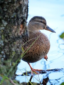 Female protective coloring on one leg