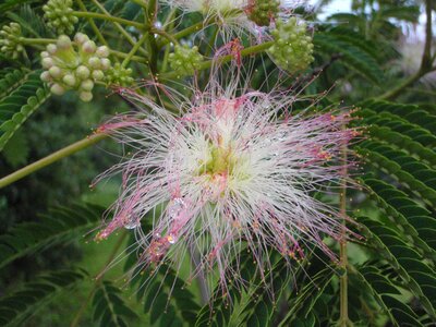 Spring bloom blossom
