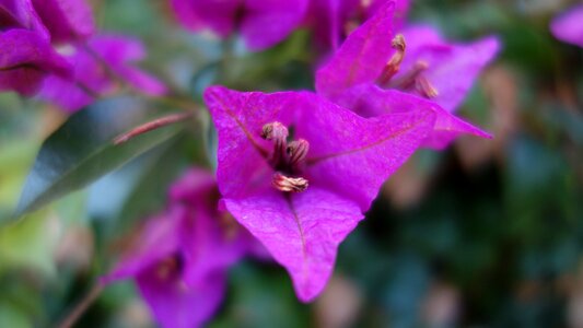 Sardinia summer purple flower