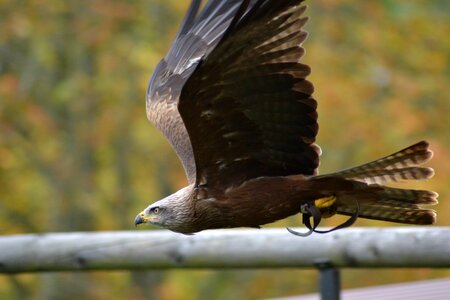 Nature raptor bird of prey photo